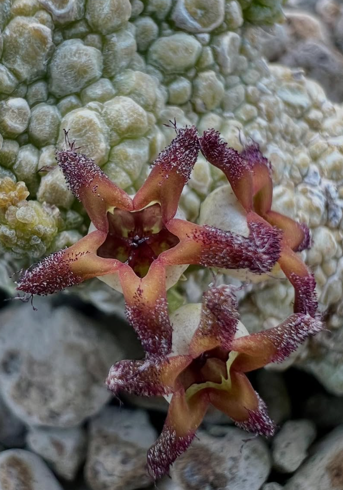 Pseudolithos Migiurtinus 10 Pieces Seeds