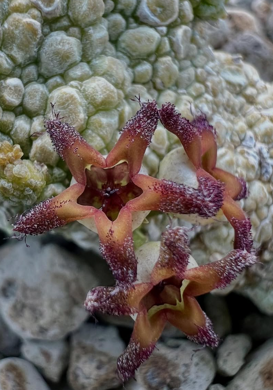 Pseudolithos Migiurtinus 10 Pieces Seeds