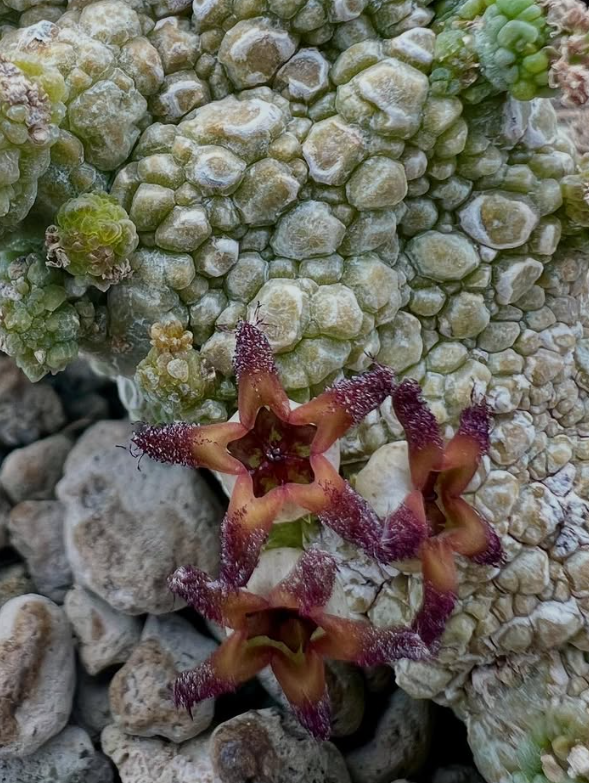 Pseudolithos Migiurtinus 10 Pieces Seeds