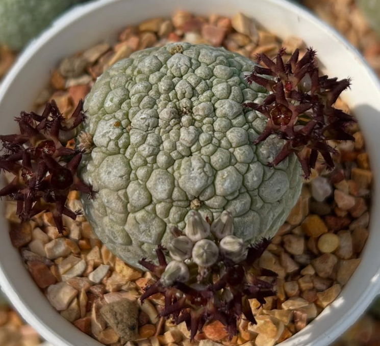 Pseudolithos Migiurtinus 10 Pieces Seeds