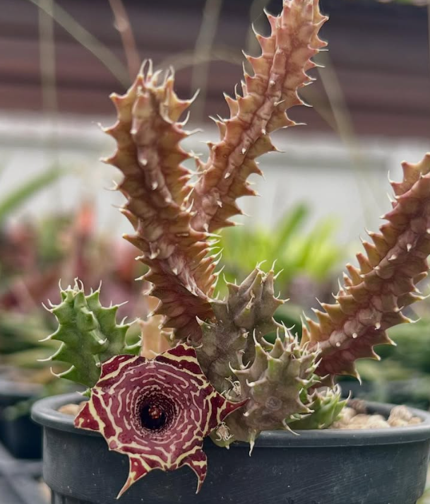Huernia szunyogh hybrid 6 Pieces Seeds
