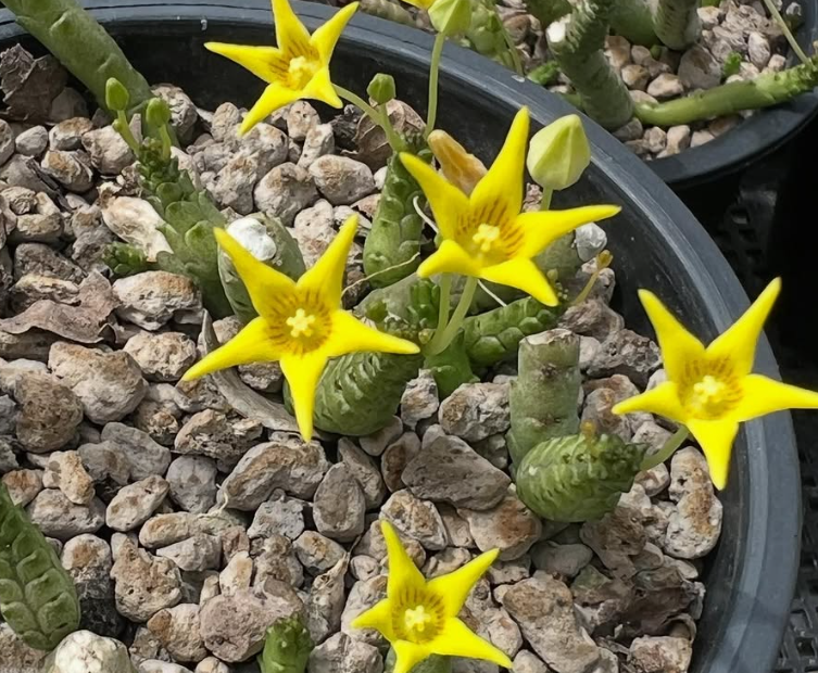 Socotrella Dolichocnema 4 Pieces Seeds