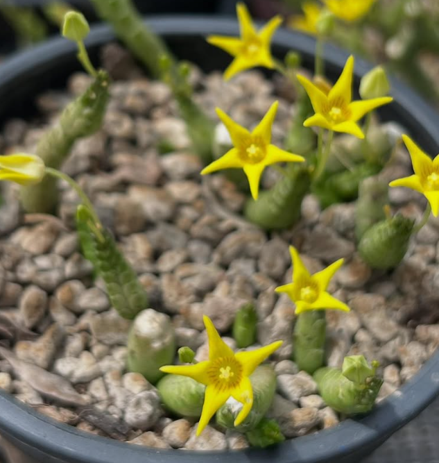 Socotrella Dolichocnema 4 Pieces Seeds