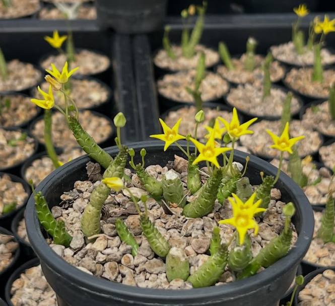 Socotrella Dolichocnema 4 Pieces Seeds