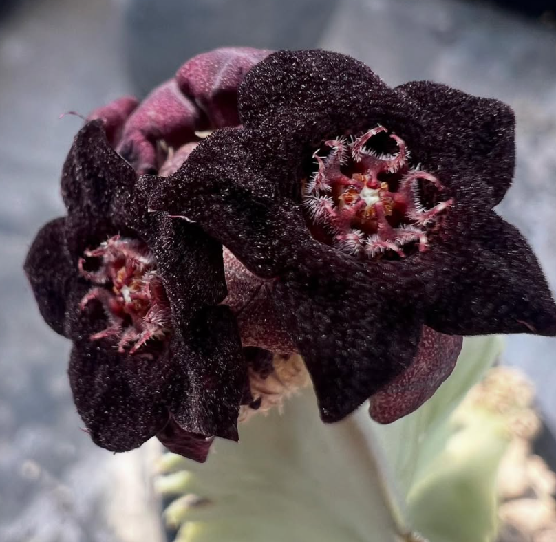 Caralluma acutangula 6 Pieces Seeds