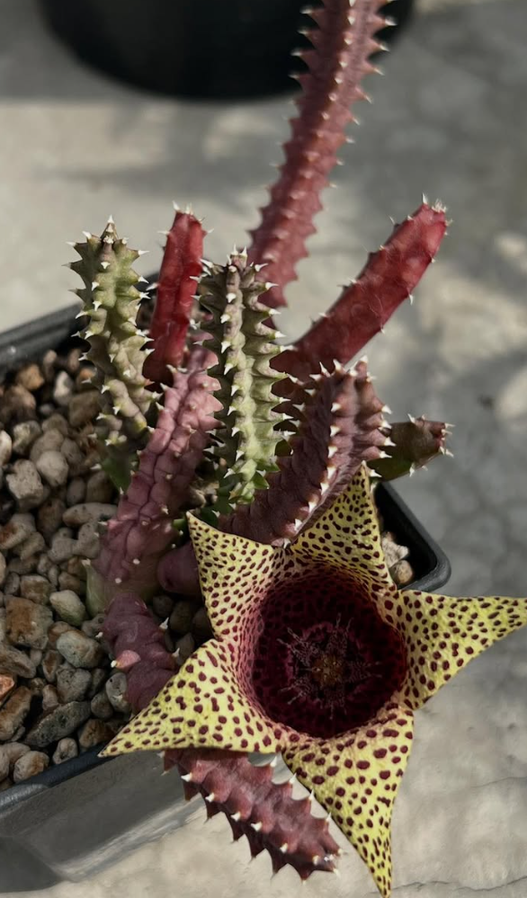 Orbea variegata x tavaresia barklyi 5 Pieces Seeds