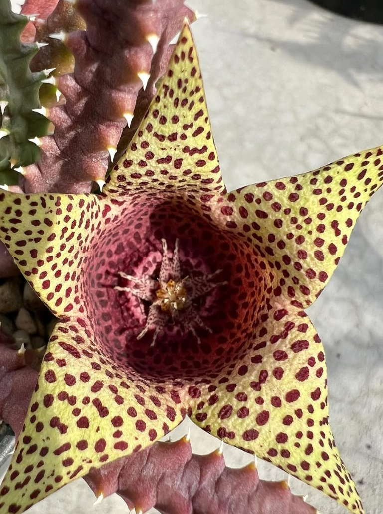 Orbea variegata x tavaresia barklyi 5 Pieces Seeds