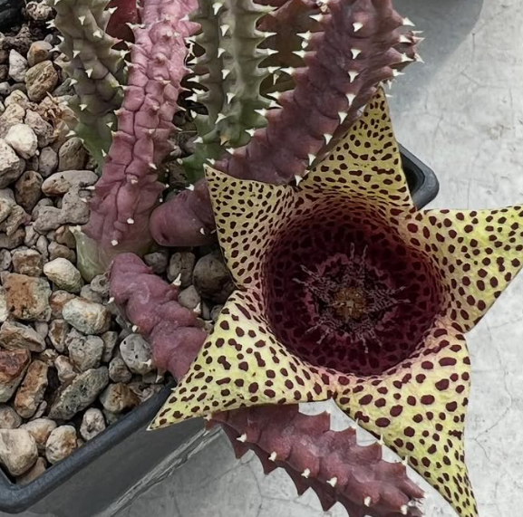 Orbea variegata x tavaresia barklyi 5 Pieces Seeds