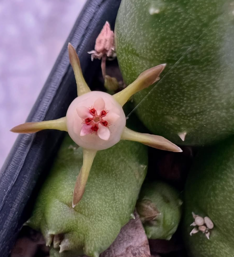 Duvalia parviflora 5 Pieces Seeds
