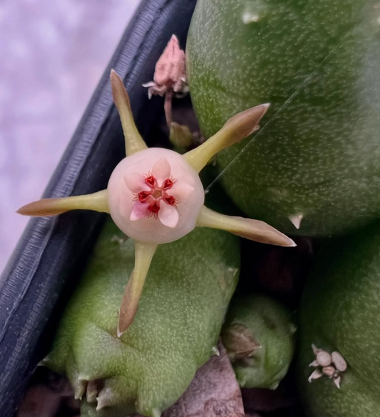 Duvalia parviflora 5 Pieces Seeds