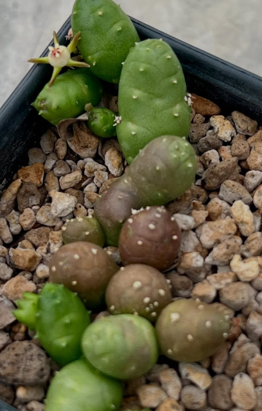 Duvalia parviflora 5 Pieces Seeds