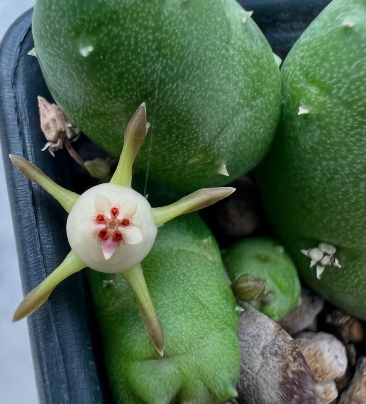 Duvalia parviflora 5 Pieces Seeds