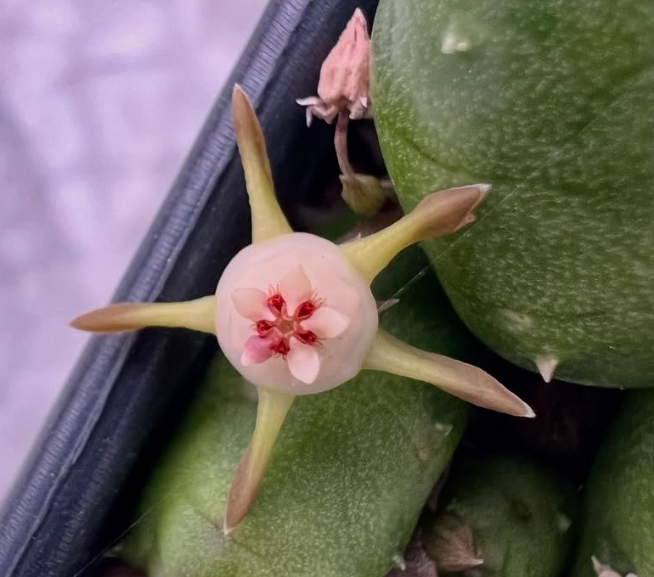 Duvalia parviflora 5 Pieces Seeds