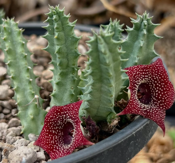 Huernia thuretii x macrocarpa 6 Pieces Seeds
