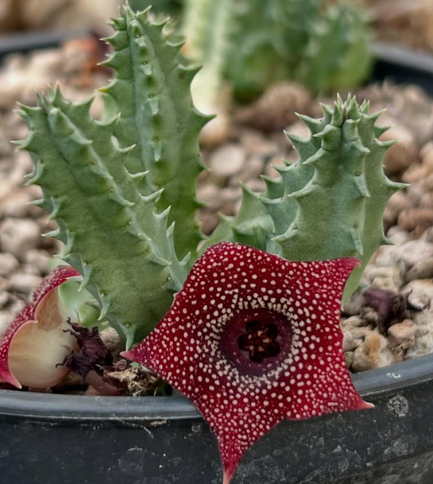 Huernia thuretii x macrocarpa 6 Pieces Seeds