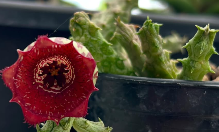 Stapelianthus insignis 10 Pieces Seeds