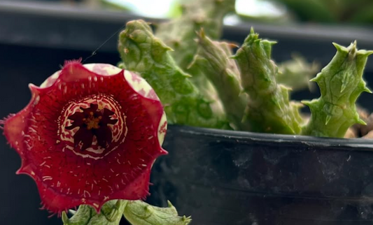 Stapelianthus insignis 10 Pieces Seeds