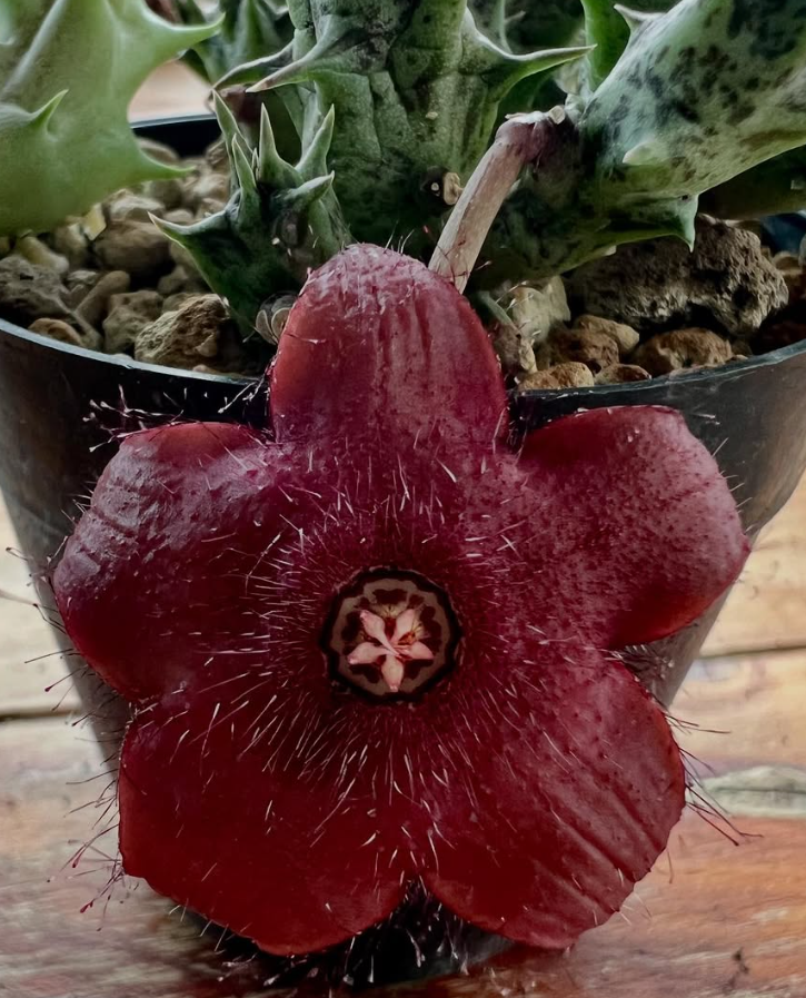 Duvalia Sulcata Hybrid 7 Pieces Seeds