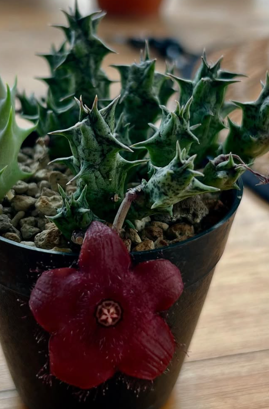Duvalia Sulcata Hybrid 7 Pieces Seeds