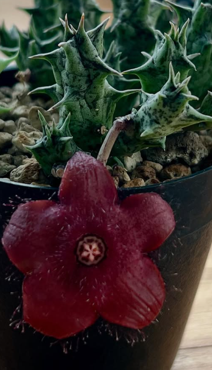 Duvalia Sulcata Hybrid 7 Pieces Seeds