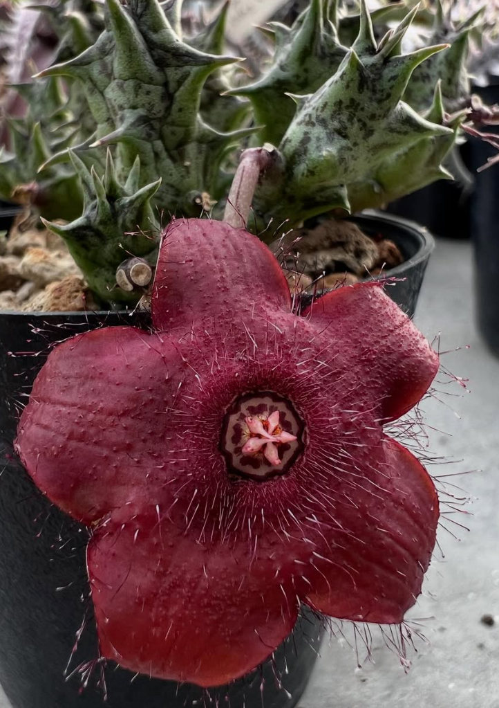 Duvalia Sulcata Hybrid 7 Pieces Seeds
