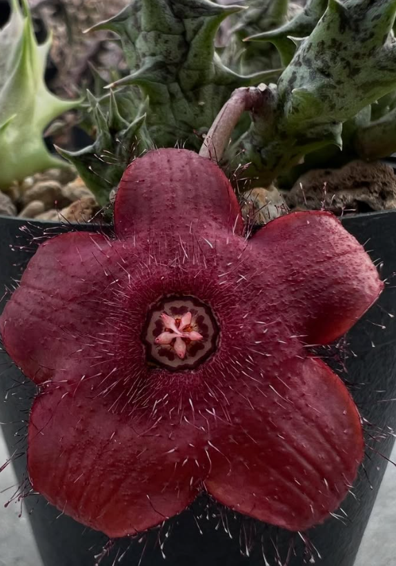 Duvalia Sulcata Hybrid 7 Pieces Seeds