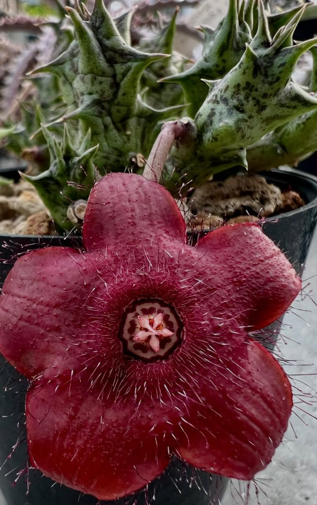 Duvalia Sulcata Hybrid 7 Pieces Seeds