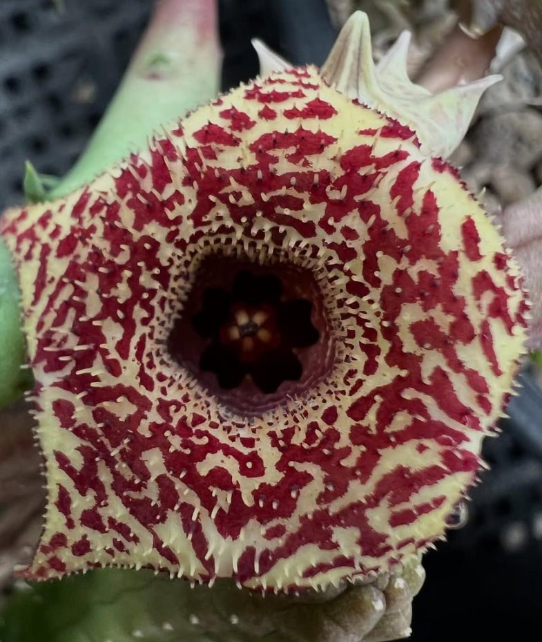 Huernia erinacea hybrid 5 Pieces Seeds