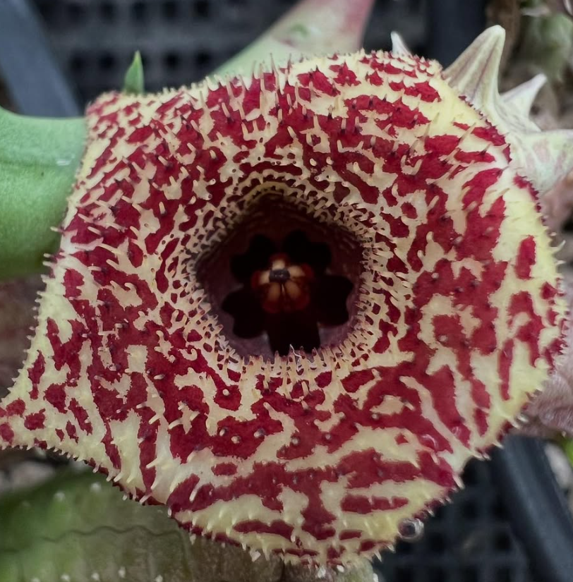 Huernia erinacea hybrid 5 Pieces Seeds