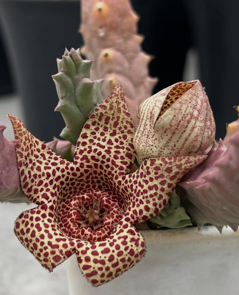 Whitesloanea crassa x orbea variegata 6 Pieces Seeds