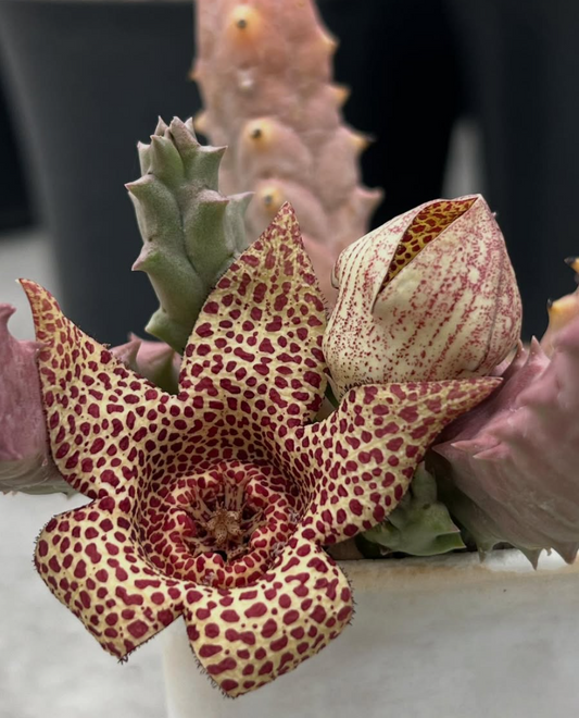 Whitesloanea crassa x orbea variegata 6 Pieces Seeds