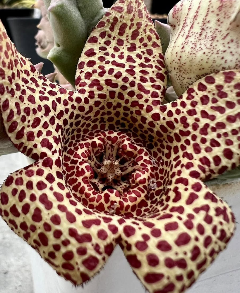 Whitesloanea crassa x orbea variegata 6 Pieces Seeds