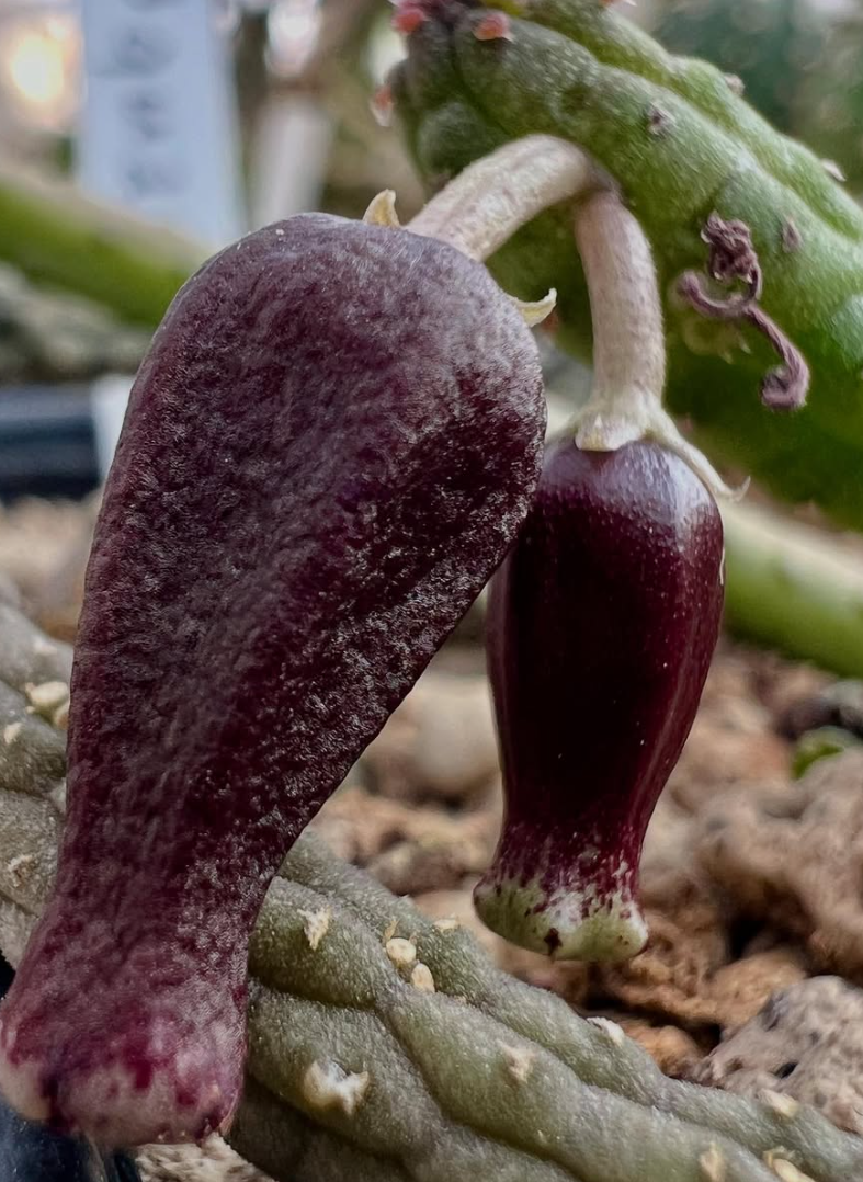 Echidnopsis squamulata 5 Pieces Seeds