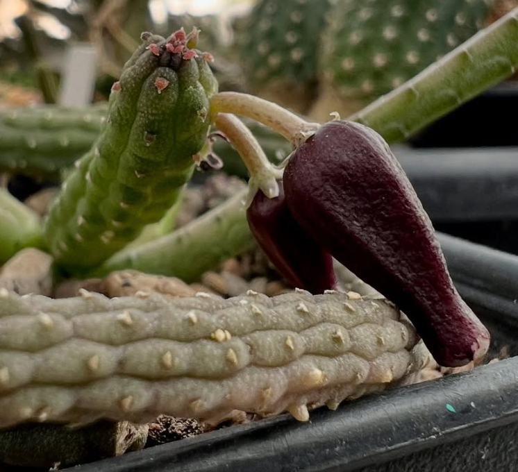 Echidnopsis squamulata 5 Pieces Seeds