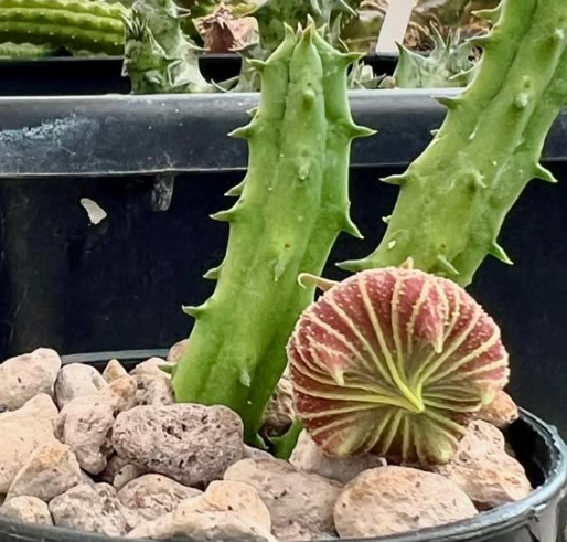 Huernia keniensis var. globosa 5 Pieces Seeds