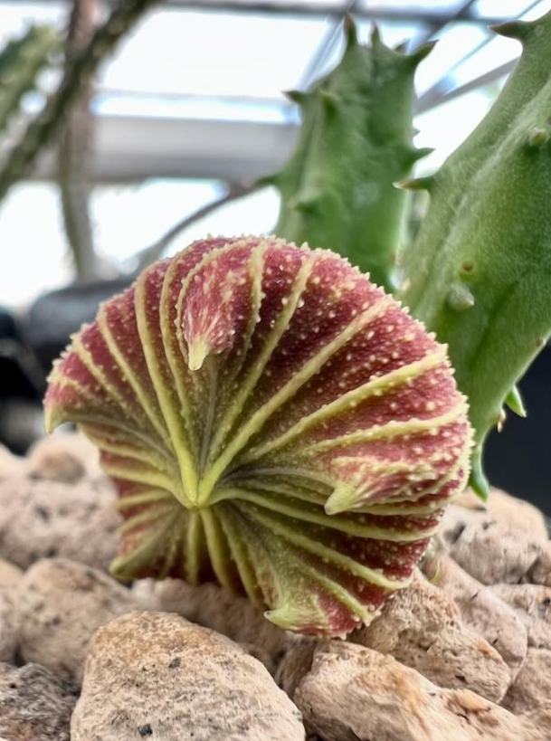 Huernia keniensis var. globosa 5 Pieces Seeds