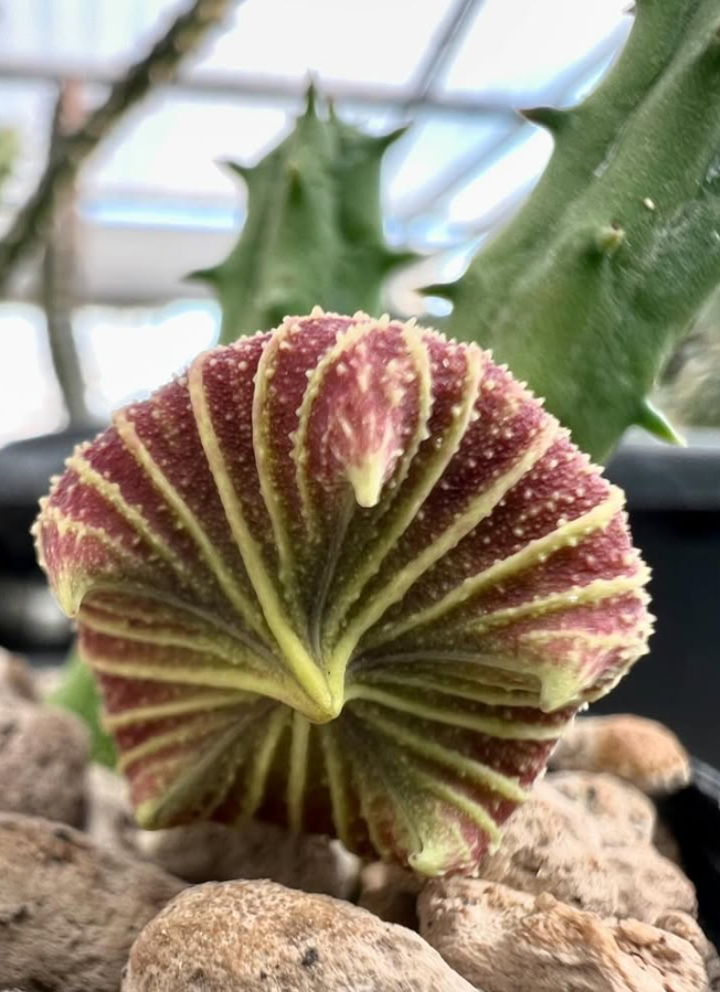 Huernia keniensis var. globosa 5 Pieces Seeds