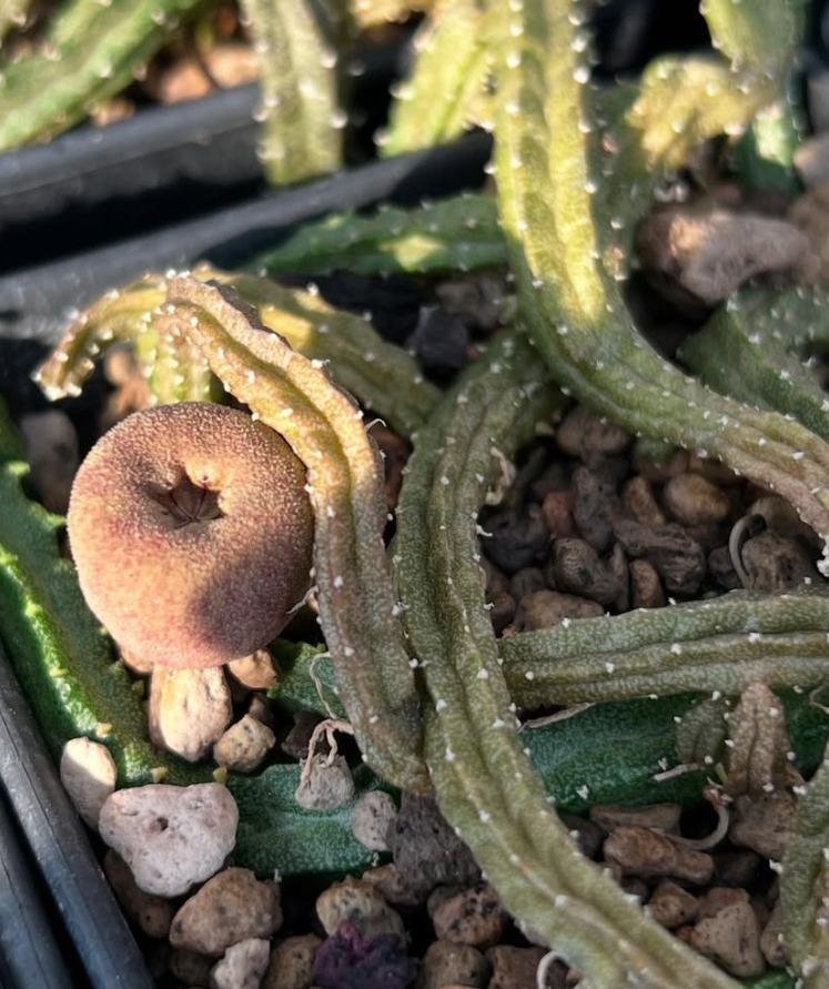 Echidnopsis malum 5 Pieces Seeds