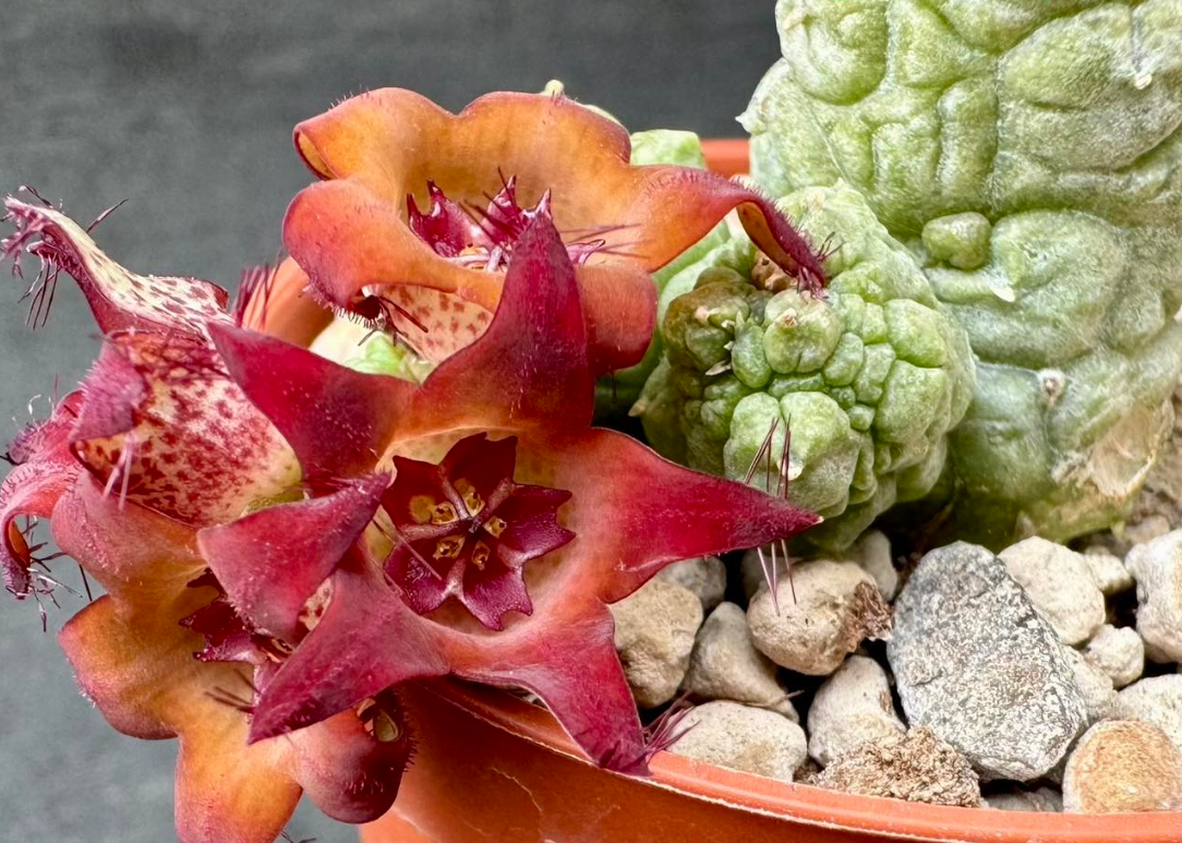 Pseudolithos cv. “Krung Kao” 5 Pieces Seeds
