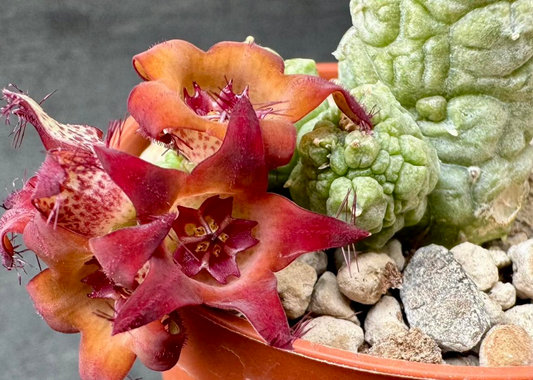 Pseudolithos cv. “Krung Kao” 5 Pieces Seeds