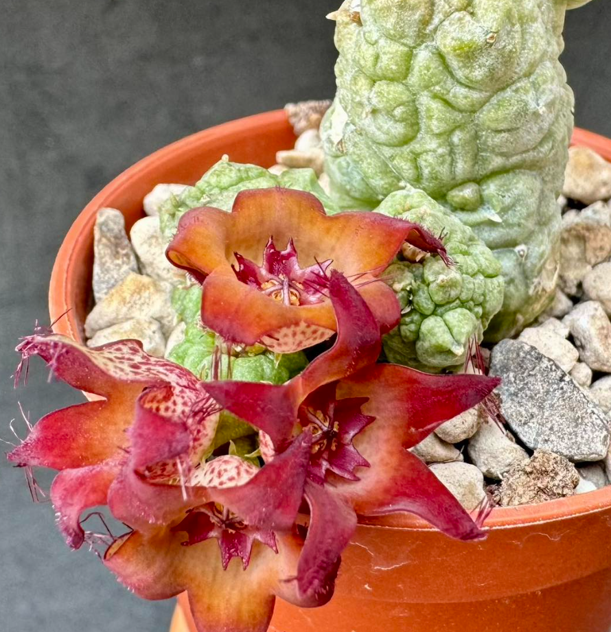 Pseudolithos cv. “Krung Kao” 5 Pieces Seeds