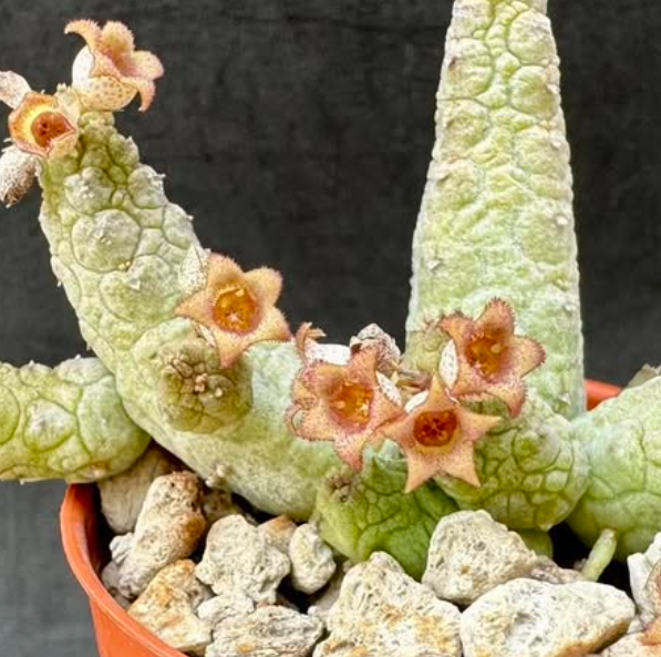 Stapelianthus madagascariensis x caput viperae 6 Pieces Seeds