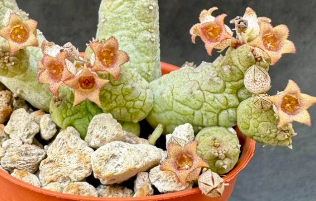 Stapelianthus madagascariensis x caput viperae 6 Pieces Seeds