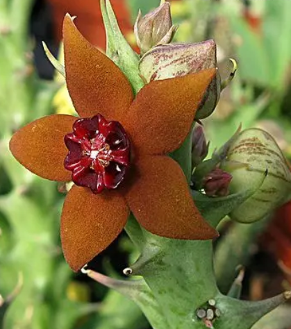 Angolluma gilberthii 5 Pieces Seeds