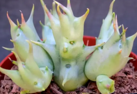 Angolluma gilberthii 5 Pieces Seeds