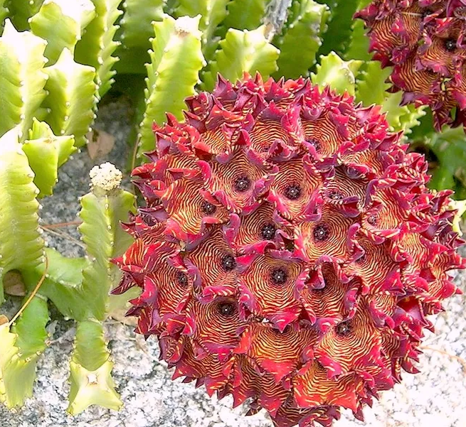 Caralluma diffusa 5 Pieces Seeds
