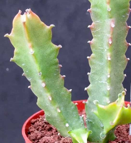 Caralluma diffusa 5 Pieces Seeds
