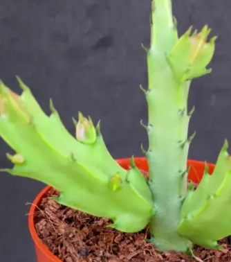 Caralluma gracilipes 5 Pieces Seeds