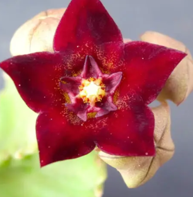 Caralluma hexagona Thai 5 Pieces Seeds