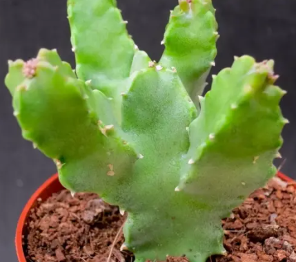 Caralluma hexagona Thai 5 Pieces Seeds